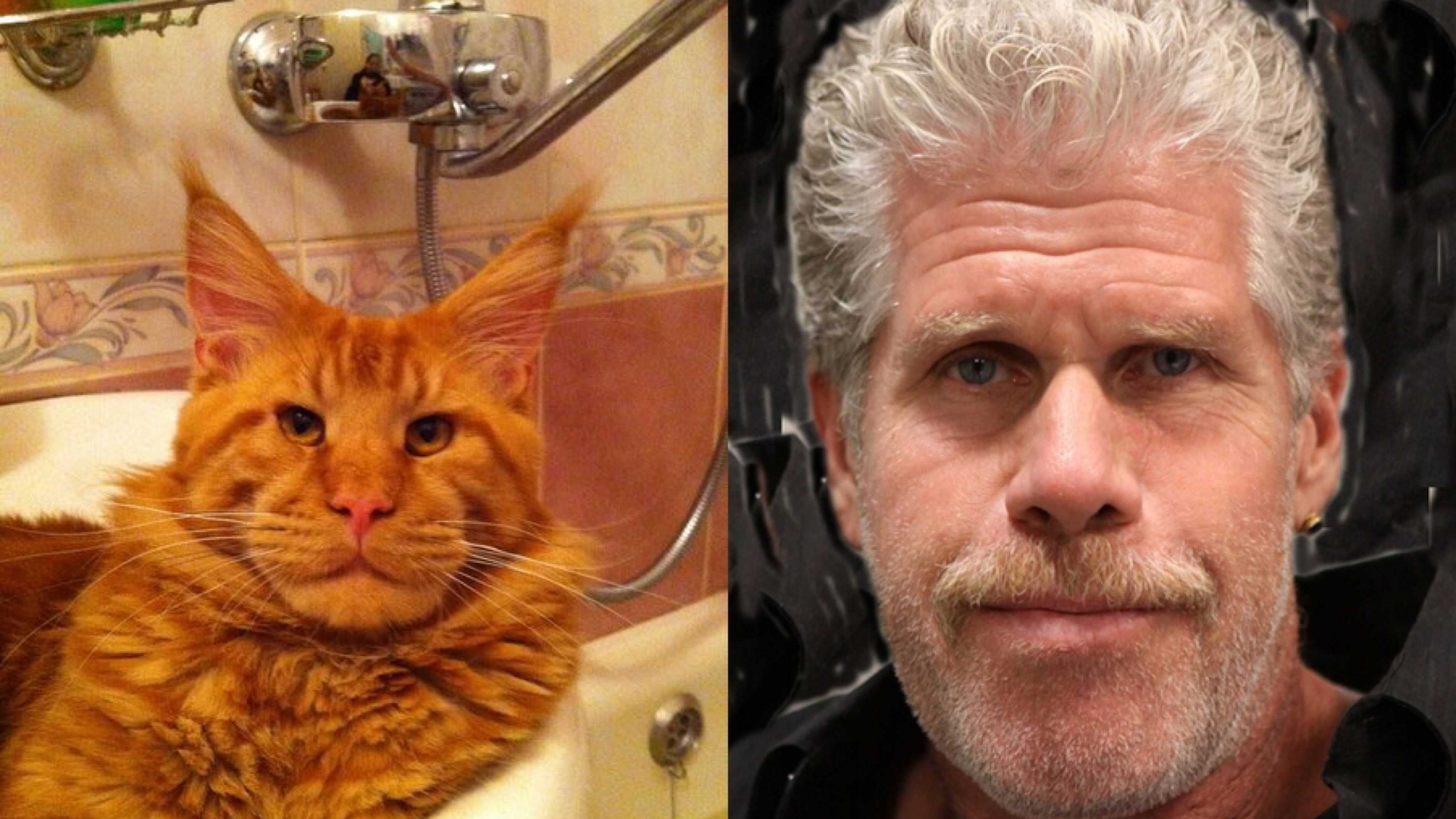 Ron Perlman i kot rasy Maine Coon