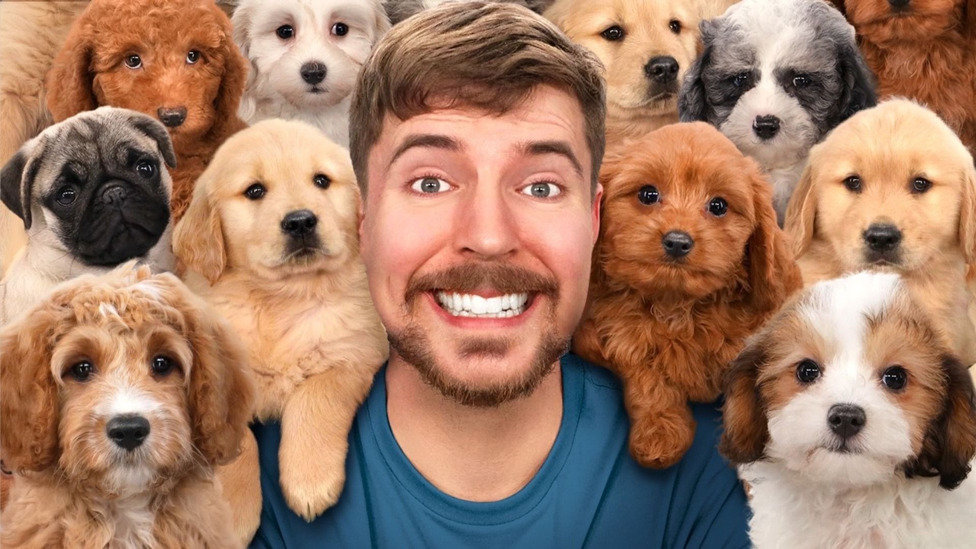 Blogger MrBeast smiles and looks at the camera surrounded by puppies