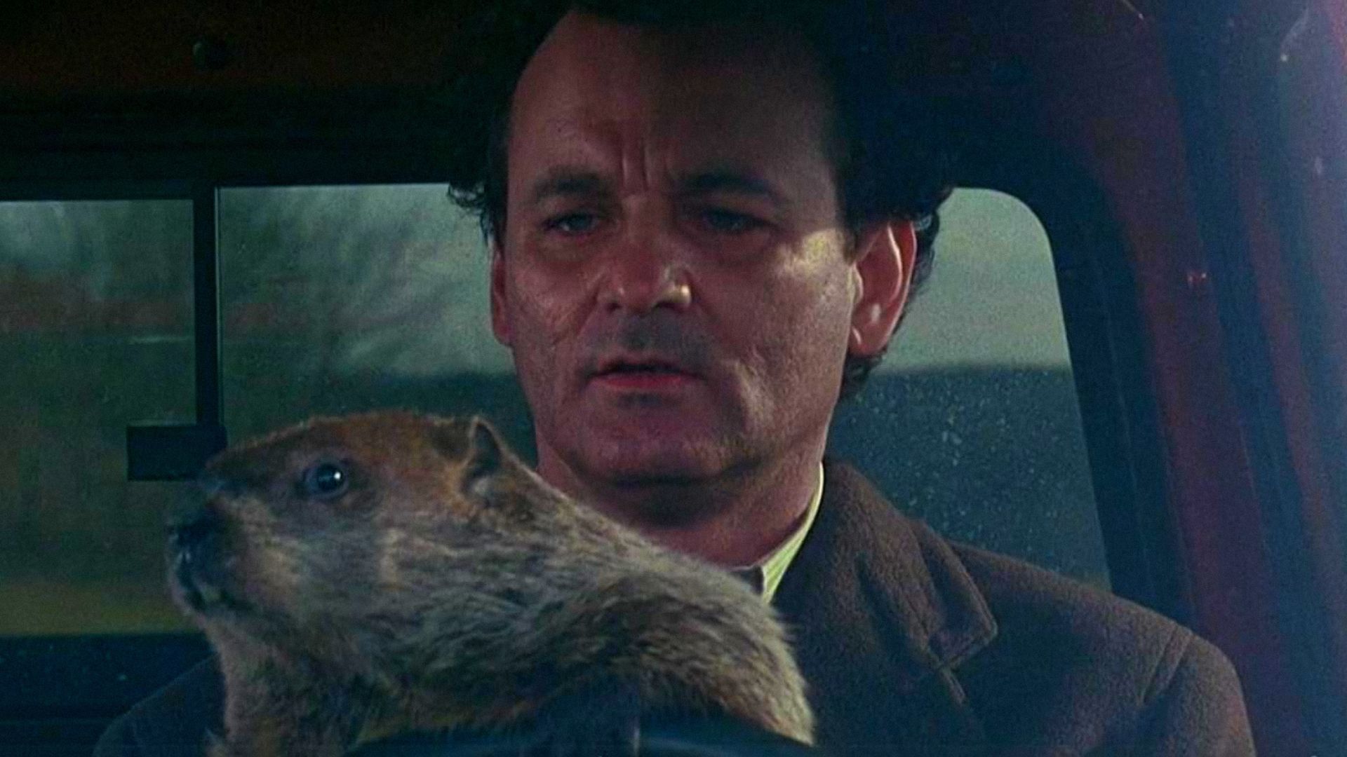 Aktor Bill Murray w płaszczu siedzi za kierownicą samochodu ze świstakiem